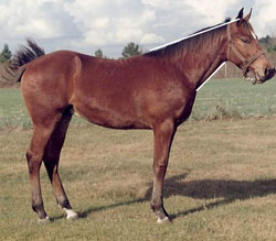 Figure 6c: horse that has a desirable 2:1 topline to underline ratio of the horse?s neck.